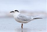 Snowy-crowned Ternborder=